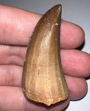 Load image into Gallery viewer, Large Mosasaurus Mosasaur Tooth 1.81 Inches! Dinosaur Era Marine Reptile!
