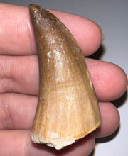Load image into Gallery viewer, Large Mosasaurus Mosasaur Tooth 1.81 Inches! Dinosaur Era Marine Reptile!
