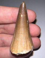 Load image into Gallery viewer, Large Mosasaurus Mosasaur Tooth 1.81 Inches! Dinosaur Era Marine Reptile!
