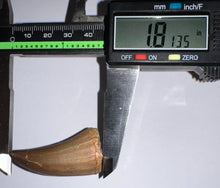 Load image into Gallery viewer, Large Mosasaurus Mosasaur Tooth 1.81 Inches! Dinosaur Era Marine Reptile!
