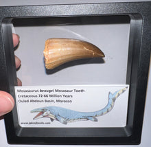Load image into Gallery viewer, Large Mosasaurus Mosasaur Tooth 1.81 Inches! Dinosaur Era Marine Reptile!
