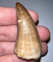 Load image into Gallery viewer, Large Mosasaurus Mosasaur Tooth 1.87 Inches! Dinosaur Era Marine Reptile!

