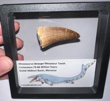 Load image into Gallery viewer, Large Mosasaurus Mosasaur Tooth 1.87 Inches! Dinosaur Era Marine Reptile!
