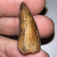 Load image into Gallery viewer, Phytosaur Large Fossil Tooth 1.06 Inches! Fantastic Serrations! Triassic Aquatic Reptile!
