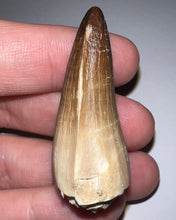 Load image into Gallery viewer, Large Mosasaurus Mosasaur Tooth 1.81 Inches! Dinosaur Era Marine Reptile! No Repair!
