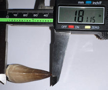 Load image into Gallery viewer, Large Mosasaurus Mosasaur Tooth 1.81 Inches! Dinosaur Era Marine Reptile! No Repair!

