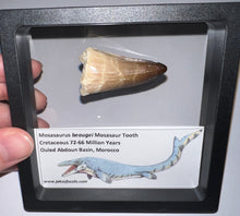 Load image into Gallery viewer, Large Mosasaurus Mosasaur Tooth 1.81 Inches! Dinosaur Era Marine Reptile! No Repair!

