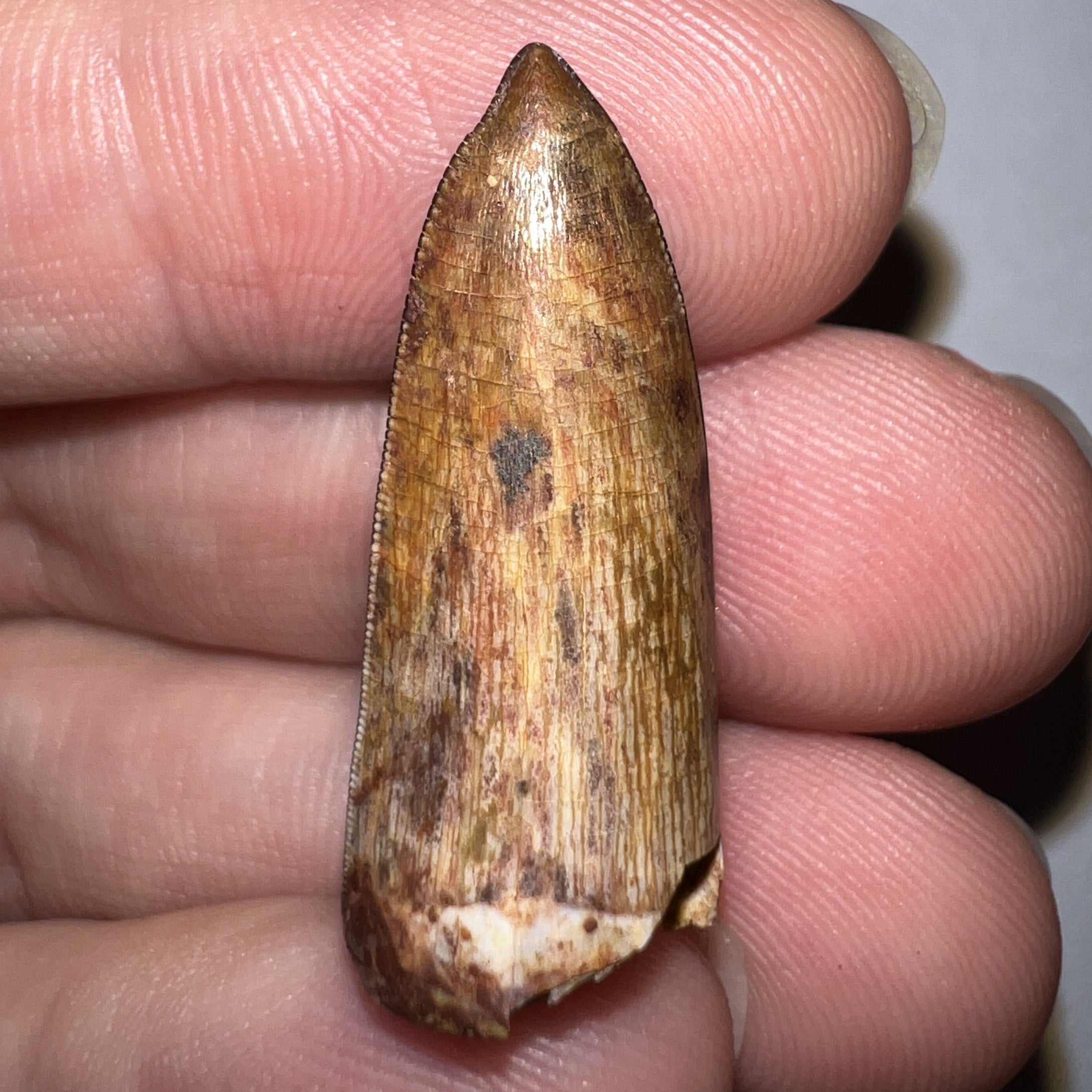 Phytosaur Huge Pathological Fossil Tooth 1.15 Inches! Fantastic Serrations! Triassic Aquatic Reptile!