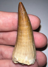 Load image into Gallery viewer, Large Mosasaurus Mosasaur Tooth 1.83 Inches! Dinosaur Era Marine Reptile! No Repair!
