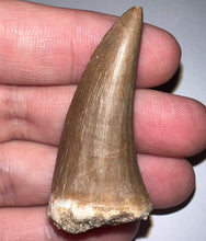 Load image into Gallery viewer, Large Mosasaurus Mosasaur Tooth 1.95 Inches! Dinosaur Era Marine Reptile! No Repair!
