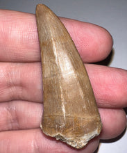 Load image into Gallery viewer, Large Mosasaurus Mosasaur Tooth 1.95 Inches! Dinosaur Era Marine Reptile! No Repair!
