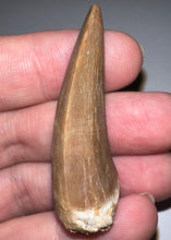 Load image into Gallery viewer, Large Mosasaurus Mosasaur Tooth 1.95 Inches! Dinosaur Era Marine Reptile! No Repair!
