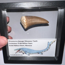 Load image into Gallery viewer, Large Mosasaurus Mosasaur Tooth 1.95 Inches! Dinosaur Era Marine Reptile! No Repair!
