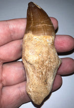 Load image into Gallery viewer, Large Thalassotitan Mosasaur Tooth 3.3 Inches! Dinosaur Era Marine Reptile!
