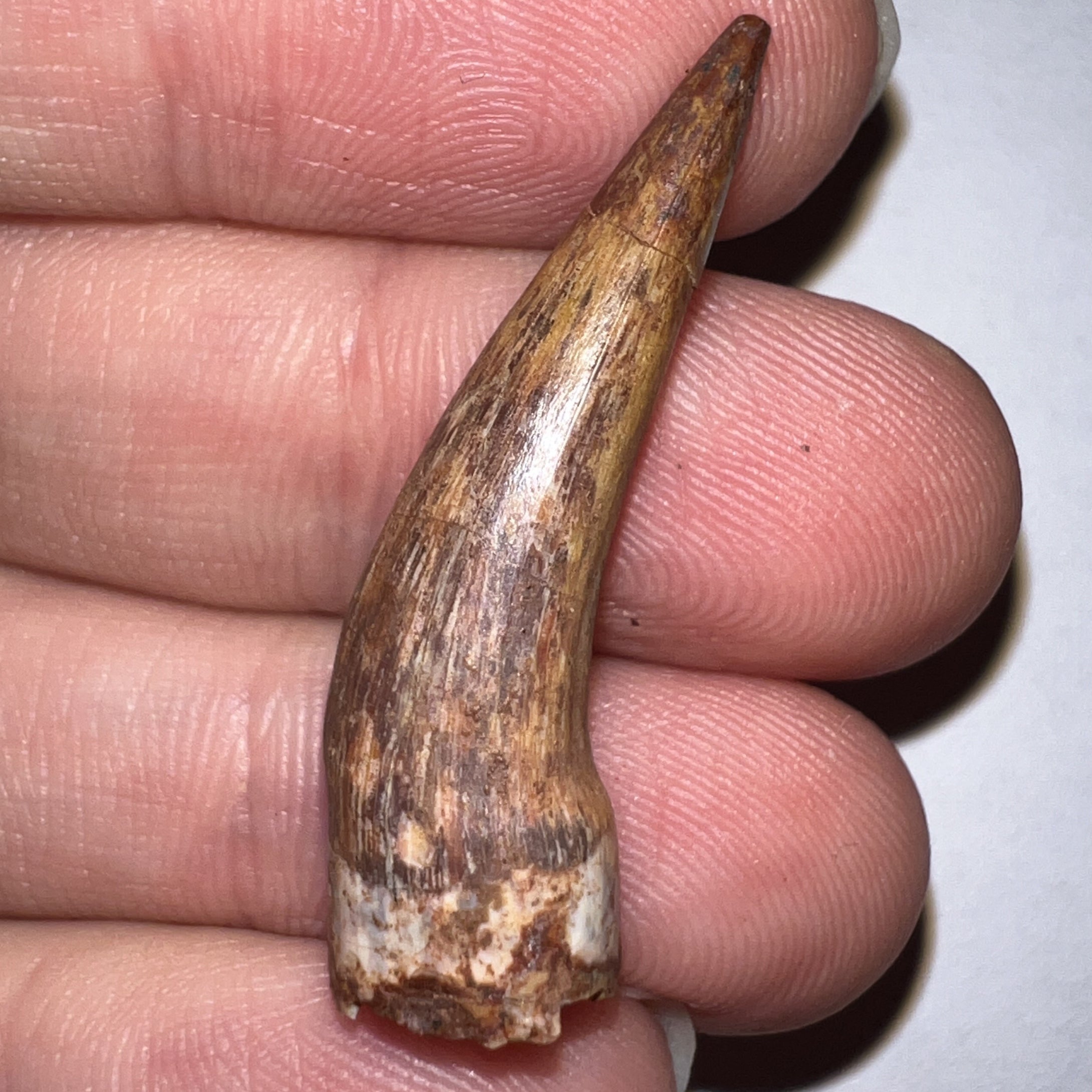 Phytosaur Huge Fossil Tooth 1.43 Inches! Triassic Aquatic Reptile!