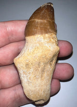 Load image into Gallery viewer, Large Thalassotitan Mosasaur Tooth 3.3 Inches! Dinosaur Era Marine Reptile!
