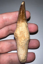 Load image into Gallery viewer, Large Thalassotitan Mosasaur Tooth 3.3 Inches! Dinosaur Era Marine Reptile!
