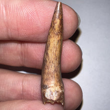 Load image into Gallery viewer, Phytosaur Huge Fossil Tooth 1.43 Inches! Triassic Aquatic Reptile!
