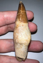 Load image into Gallery viewer, Large Thalassotitan Mosasaur Tooth 3.3 Inches! Dinosaur Era Marine Reptile!
