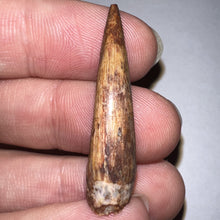 Load image into Gallery viewer, Phytosaur Huge Fossil Tooth 1.43 Inches! Triassic Aquatic Reptile!
