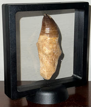 Load image into Gallery viewer, Large Thalassotitan Mosasaur Tooth 3.3 Inches! Dinosaur Era Marine Reptile!
