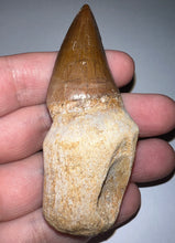 Load image into Gallery viewer, Large Thalassotitan Mosasaur Tooth 3.03 Inches! Dinosaur Era Marine Reptile!
