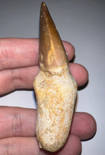 Load image into Gallery viewer, Large Thalassotitan Mosasaur Tooth 3.03 Inches! Dinosaur Era Marine Reptile!
