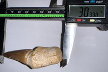 Load image into Gallery viewer, Large Thalassotitan Mosasaur Tooth 3.03 Inches! Dinosaur Era Marine Reptile!
