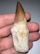 Load image into Gallery viewer, HUGE Eremiasaurus Mosasaur Tooth 3.07 Inches! Dinosaur Era Marine Reptile! No Repair!
