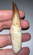 Load image into Gallery viewer, HUGE Eremiasaurus Mosasaur Tooth 3.07 Inches! Dinosaur Era Marine Reptile! No Repair!
