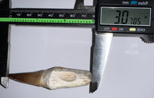 Load image into Gallery viewer, HUGE Eremiasaurus Mosasaur Tooth 3.07 Inches! Dinosaur Era Marine Reptile! No Repair!
