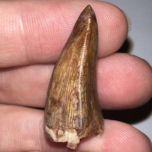 Load image into Gallery viewer, Phytosaur Huge Fossil Tooth 1.21 Inches! Fantastic Serrations! Triassic Aquatic Reptile!
