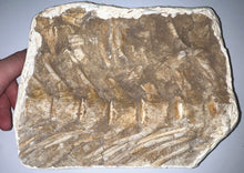 Load image into Gallery viewer, SUPER RARE Natural Articulated Mosasaur Tail Vertebrae in Original Matrix 6.5 Vertebrae! 8.8 Inches! Dinosaur Era Marine Reptile!
