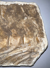 Load image into Gallery viewer, SUPER RARE Natural Articulated Mosasaur Tail Vertebrae in Original Matrix 6.5 Vertebrae! 8.8 Inches! Dinosaur Era Marine Reptile!
