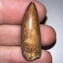 Load image into Gallery viewer, Phytosaur Huge Fossil Tooth 1.23 Inches! Fantastic Serrations! Triassic Aquatic Reptile!
