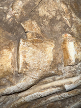 Load image into Gallery viewer, SUPER RARE Natural Articulated Mosasaur Tail Vertebrae in Original Matrix 6.5 Vertebrae! 8.8 Inches! Dinosaur Era Marine Reptile!
