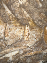 Load image into Gallery viewer, SUPER RARE Natural Articulated Mosasaur Tail Vertebrae in Original Matrix 6.5 Vertebrae! 8.8 Inches! Dinosaur Era Marine Reptile!
