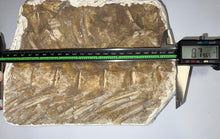 Load image into Gallery viewer, SUPER RARE Natural Articulated Mosasaur Tail Vertebrae in Original Matrix 6.5 Vertebrae! 8.8 Inches! Dinosaur Era Marine Reptile!
