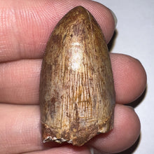 Load image into Gallery viewer, Phytosaur Huge Fossil Tooth 1.26 Inches! Fantastic Serrations! Triassic Aquatic Reptile!
