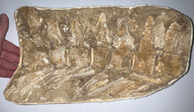 Load image into Gallery viewer, SUPER RARE Natural Articulated Mosasaur Tail Vertebrae in Original Matrix 7 Vertebrae! 12.5 Inches! Dinosaur Era Marine Reptile!
