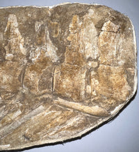Load image into Gallery viewer, SUPER RARE Natural Articulated Mosasaur Tail Vertebrae in Original Matrix 7 Vertebrae! 12.5 Inches! Dinosaur Era Marine Reptile!
