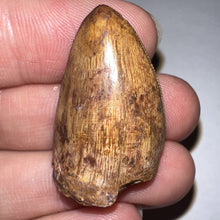 Load image into Gallery viewer, Phytosaur Huge Fossil Tooth 1.24 Inches! Fantastic Serrations! Triassic Aquatic Reptile!
