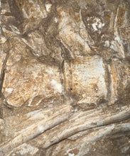 Load image into Gallery viewer, SUPER RARE Natural Articulated Mosasaur Tail Vertebrae in Original Matrix 7 Vertebrae! 12.5 Inches! Dinosaur Era Marine Reptile!
