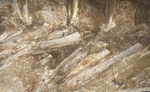 Load image into Gallery viewer, SUPER RARE Natural Articulated Mosasaur Tail Vertebrae in Original Matrix 7 Vertebrae! 12.5 Inches! Dinosaur Era Marine Reptile!
