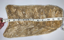 Load image into Gallery viewer, SUPER RARE Natural Articulated Mosasaur Tail Vertebrae in Original Matrix 7 Vertebrae! 12.5 Inches! Dinosaur Era Marine Reptile!
