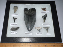 Load image into Gallery viewer, Labeled 8 Shark Tooth Collection in a Riker Mount with a Megalodon
