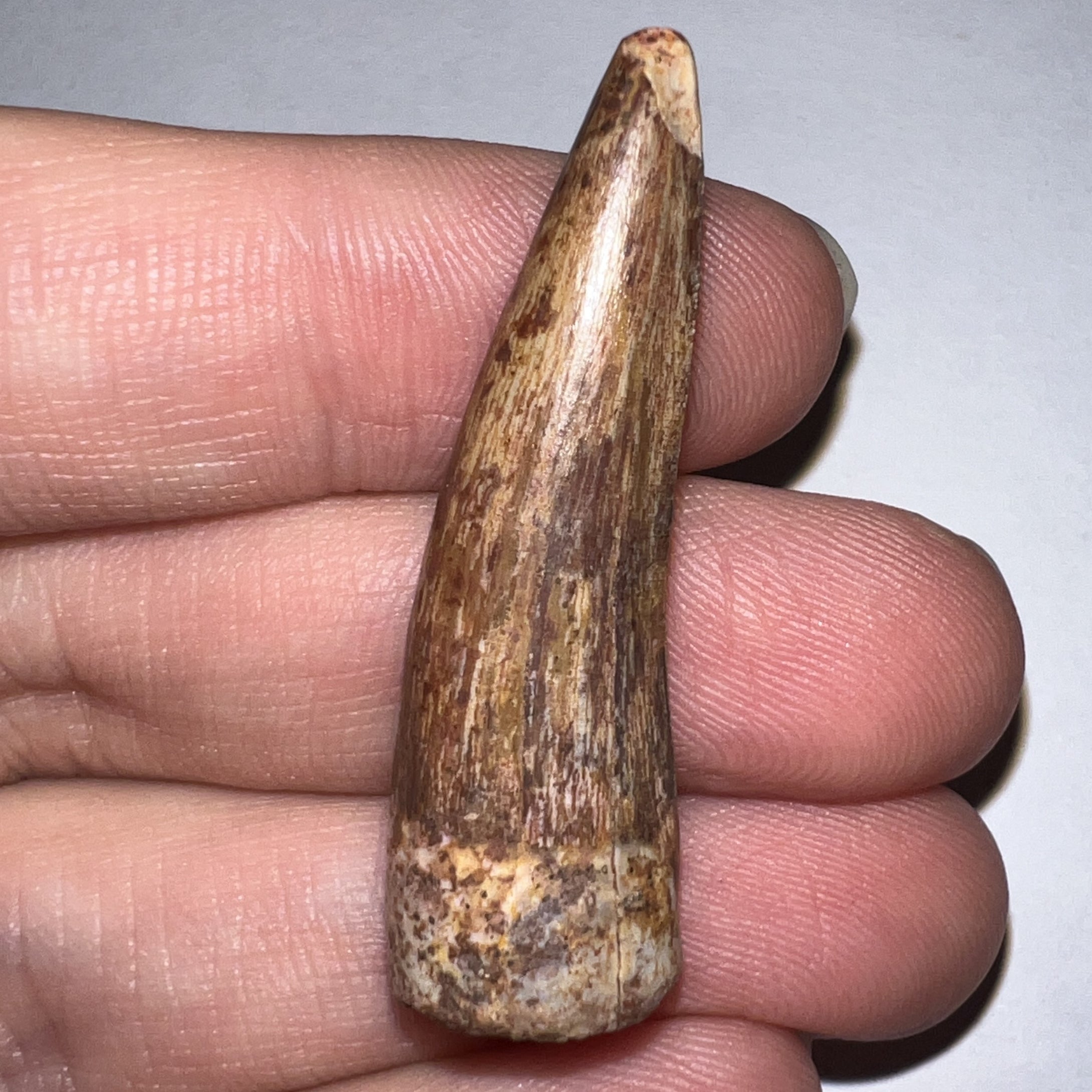 Phytosaur HUGE Fossil Tooth 1.65 Inches! Great Serrations! Triassic Aquatic Reptile!