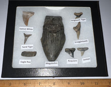 Load image into Gallery viewer, Labeled 8 Shark Tooth Collection in a Riker Mount with a Megalodon
