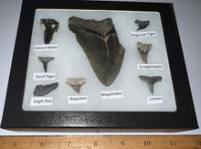 Load image into Gallery viewer, Labeled 8 Shark Tooth Collection in a Riker Mount with a Megalodon
