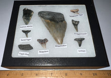 Load image into Gallery viewer, Labeled 8 Shark Tooth Collection in a Riker Mount with a Megalodon
